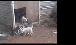 Akc Husky puppies. Solid white and mixed colors