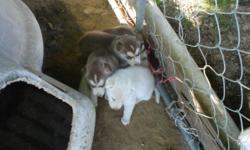 i have 5husky puppies 2white female and 3brown and white female they will be 6weeks old on wednesday