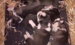6 akc Husky puppies for sale. 5 males 1 female Call 561-881-3326