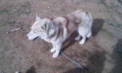 husky for stud or sale w/papers