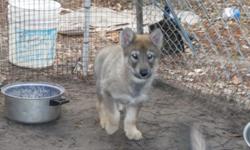 Born Nov 10th, 2010, High Percentage.
Health Certifcates. Parents on Premise.
Very large and healthy cubs!
904-554-6571.