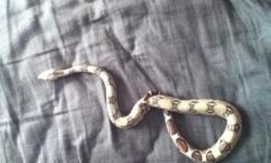 I have a hypo pastel RTB about five months old. His colors are awesome. Text or email me for more info or pics. --
