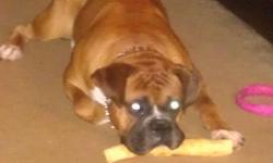 I have a 3 year old AKC Registered male I would like to stud out With an AKC Registered Female. He has a great blood line. If interested please call Eva @ 1-678-908-8592 I just moved here from Georgia that is why I have A 678 # PLEASE NOTE MY DOG IS A