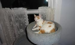 I am loving kitty that needs a home. I already have my shots and was fixed. Im about six months old. I am mostly white with bright orange spots and tail. I am a little girl that needs a good home and will keep me inside! Call 989.414.6135