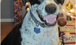 Hi, my Name is GIZMO
I am a pointer mix, I like running, I am also a working dog that requires a lot of activity. I am looking for an active family that can take me running and keep me active. I like people, I am housebroken, and great guard dog. I like