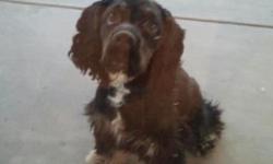 7 month old, male pure breed Cocker Spaniel puppy for sale. Needs to be re-homed ASAP as my son is allergic. He is up to date on all shots, has not been neutered, and nearly house trained.