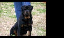 My name is Sara Lee. I am a beautiful 6 year old German Rottweiler and I want to have some babies before I get old and cranky. I have a sweet disposition and will be a very good Mommy. I promise. So if their is a handsome young Rot who would like to date