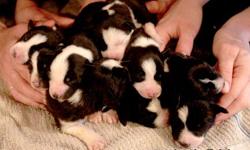 Beautiful Black and white Border collie puppies! 6 Female(DOB 12-7-10) and 3 males(DOB 12-1-10) A great Christmas present, hurry while they lasts! Grandparents and Parents on site! Great with little children and as working active dog! These dogs have been