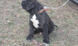 Imported sier & dam from Irema Curto
Pup is UKC
22 weeks old boy
To know more call 630-806-0720 am or pm
