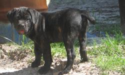 Champion AKC/ICCF Cane Corso puppies. check them out at www.cypressarrow.com Awesome protection dogs.