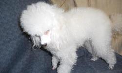 Summer is a pure white really nice little girl she is just to small for us at 9 inches and less than 4 pounds. 600.00 all vaccinations current, you will have to spay her, delivery within a certain area for a small gas fee, no breeders she is to small to