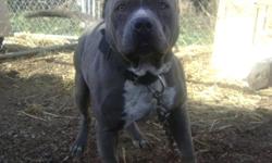 King is looking for a female to mate with .. he is a 70% Gotti & 30% Razors Edge male pitbull. he is blue an white, short and stalky.. King is ABKC, "PR"UKC, & ADBA Registered... hes great around others, has a wonderful attitude and he is a show dog. hes