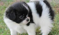Check out&nbsp;www.cryercreekkennel.com&nbsp;for the most gorgeous puppies in Texas.. The mix of Papillon and Shih TZu make the most gorgeous dogs and we should know because we have four of them in our family. You don't have to worry about expensive