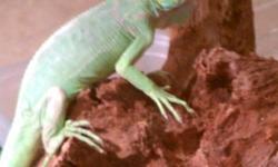 Healthy 6 month old iguana for sale with tank heat lamp,log, cave included