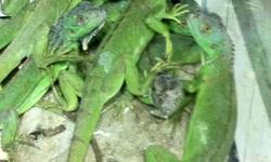 Iguanas For Sale South Florida. GREAT PRICES! Our Iguana lizards for sale are eating great and very healthy! Call (954)-452-8588 and visit www.yourpetcity.com for our reptiles. Other kinds of lizards and reptile babies available at great prices!
