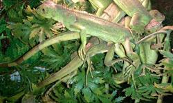 Iguanas for sale in South Florida. Very nice Iguana lizard babies eating very well and thriving! Great selection of reptiles for sale near South FL Cities such as the Ft Lauderdale and Miami area. GREAT PRICES! Call (828)-253-2392 and visit