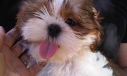 Beautiful pure breed Male Shih Tzu tri color, starting price is $450(male) He was born 05/06/11 He is playful and waiting to go home with a loving and caring family . He is current on shots and we are working on potty training him. Please call or txt