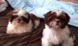 Purebred Imperial Shih Tzu puppies. Healthy, beautiful and great personalities. 2 Male puppies with papers and all shots. Great with people, children and other animals they make a wonderful addition to any home. No larger than 6 pounds full grown makes it