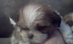 They are red and white imperial shih tzu very small breed ckc reg great pupies