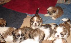 Shihtzu puppies CKC Males !75 and Females $225 Summer over stock sale available to go home now. call 229-242-5699 or 229-548-4300 or email hlopshire@yahoo.com also check out web site www.klspuppies.com