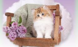 Amazing little works of furry purry art that can only be found at Doll Face Persian Kittens, home of the traditional Doll-Face Persians since 1989.
Our kittens are known worldwide for their exceptionally sweet and affectionate personalities as well as