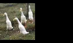 From day old ducklings to breeder pairs. White, Blue & Chocolate. $4.00 and up. Great quality! Call for details or visit www.keystonewaterfowl.com for availability of runners and other waterfowl.