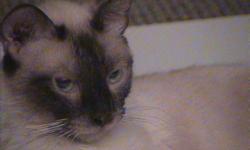 I took this cat in late March until she had her kittens. She is a very sweet cat, about a year old give or take. She is Siamese marked, has chocolate coloration and bright blue eyes.
We have been calling her Sophie, she is very sweet and affectionate. She