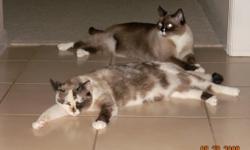 Need to find a good home to these very loving, well trained, beautiful cats. They are 5 yrs old. No health issues or behavior problems. I would be willing to separate them if needed. They are Siamese/ragdoll/??? Very loving and personable. Would prefer no
