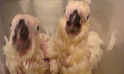 I raise many types of parrots. Right now I have baby Umbrella cockatoos, Military macaws, cockatiels, lovebirds. I have been handfeeding baby birds since 1990. Licensed bird breeder. Vet on site 2x year.&nbsp; We&nbsp; hope to have a good fall season, but