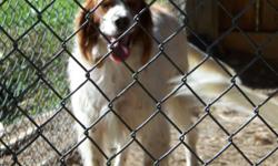 Irish Red and White Setter Female, spayed, micro-chipped. "Penny" is looking for a new home. Her people have welcomed twin babies and sadly realized they do not have enough time for her. As her breeder, I am re-homing her. Penny needs an active family,