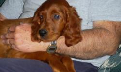 Swan Creek Farms has been blessed with another beautiful litter of CH Bloodline Irish Setters. This beautiful mahogany baby is a real sweetheart and could show or hunt. Fantastic bloodlines from several CH show kennels with a touch of the field for a get