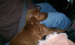 i have male and female irish setter puppies they have been wormed and have had first shots they are ckc registered 350 each wonderful family pets very loyal david 561-688-3411 or 561-688-3411