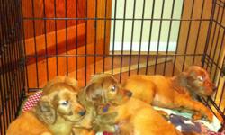 Gorgeous 7 week old Irish Setter pups, Mahogany red color, 1 shots/exam. Both parents on site. Great sporting and excellent family dogs that will bring you years of love and bones. call with questions 313-550-5844 Dont miss out on these pups!
