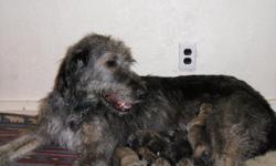 Irish Wolfhound Puppies, 5 females, and 4 males. Parents on site,raised in a clean loving home environment, not in a barn.
Very Healthy and social, and active already. Birthdate 10/5/2012
&nbsp;