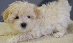 Absolutely precious and adorable Maltipoo pups. These babies are exceptional. Their parents are beautiful AKC Maltese and AKC Toy Poodles. We use the bio sensor program in rearing our pups. They are raised in our kitchen with our family. Very accustomed