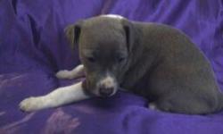 I have a litter of pups ready November 29 th 2012 boys and girls. Just&nbsp;1 boy left 1-8-13 updated