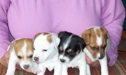 4 MALES 5 WEEKS OLD CKC REGISTIRED CROPPED DUCLAWED AND WORMED