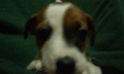 Hi my name is Michelle, and I'm from a litter of 3. There was me and a Brother and a Sister in the litter. But, I am the cutie of the house. I'm even the Diva over the other girls in the other litter. There where five in that litter.
I'm healthy & Strong,