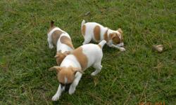 I have two short legged, fawn colored Jack Russell puppies for sale Please call or text for more information