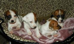 Jack Russell Puppies 2 female and 4 Male. 1st shots, wormed, Tails Docked, CKC Papers.
They are beautiful...HURRY get one now before they are gone!!
ph:478-206-8331