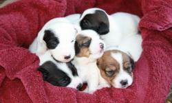 Jack Russell Puppies for sale! Males and Females, tailed docked and wormed. Really to go! Born April 21, 2011?..$175 each, call quickly for pick of the litter!! For more pictures email jcole57@gmail.com
Vera Nell & Jack are the parents!
Please call