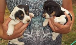 Jack Russell puppies, ready for their new homes! 1st shots and dewormed twice. 2 females left! Very sweet and cute! These will be SMALL Jack Russells. They come from 2 of our favorite pets, who go everywhere with us and always get comments on how well