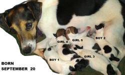 $250
I have 5- 6 week old Jack Russell Puppies. Short hair Short legs and 2 with Short tails. Have had their 1st set of shots and wormer. 3 females and 2 males born Sept.20, 2012 931-388-9222 no room for photo of #5 feel free to text for newer images or