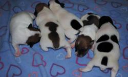 Registered Jack Russell Puppies for sale, only 3 left!!! Short legged, smooth coat, both parents on site.