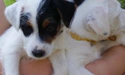 litter of 6, Female, she is the runt. rough coat, tricolor. born July, 23 Ready September, 17th. NOT REG. Now excepting $50 deposits! Jack Russell's are highly intelligent energetic dogs they DO NOT make good apartment dogs. I am not docking tails or dew