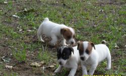 These puppies are 6 weeks old now and they're 7 left to choose from. Call Henry at 334-797-7425