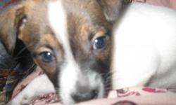 jack russell puppies for sale 75 00 19880656