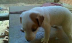 I have 7 ckc jack russell pups purebread with papers. male and females. tan & brown.&nbsp; black& tan.&nbsp; black/brown&nbsp;& tan. Tails docked. these pups have cute and nice markings. ready for home july 16 th. pick early ! $ 100.00 each. call --