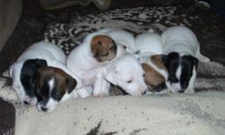 I have a litter of puppies for sale:
A litter of 5 Males, and 1 Female born the 15th of November.
All puppies should be available by January 10th, 2011
The Female and 4 Males are either Black and White, or Brown and White in color.
I Male is Totally