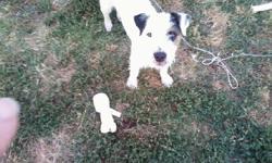 6 month old male, tri color, Great dog with fun loving personality